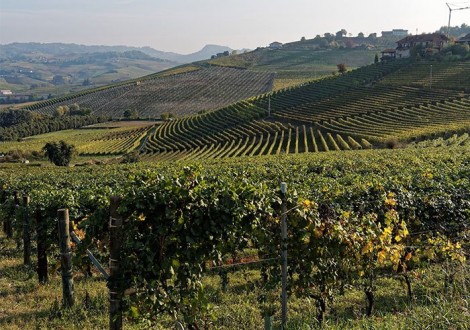 Vigneti-Langhe