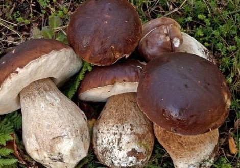 FUNGHI PORCINI