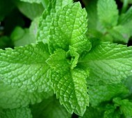 menta-piperita