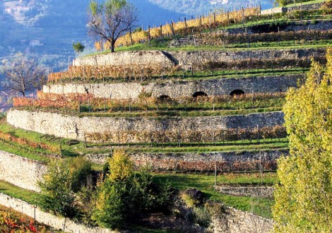 TERRAZZAMENTI ALTA LANGA