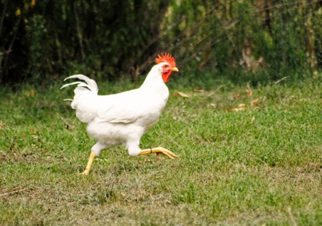 gallinasaluzzo