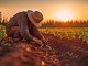 Regenerative Agriculture. A farmer planting seeds in a fertile field using a no-till drill, captured in documentary and candid style, with natural, warm sunlight illuminating the scene. Generative AI