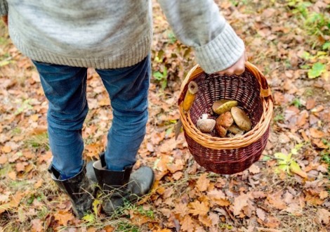 raccoglitore funghi