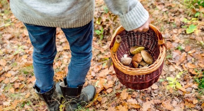 raccoglitore funghi