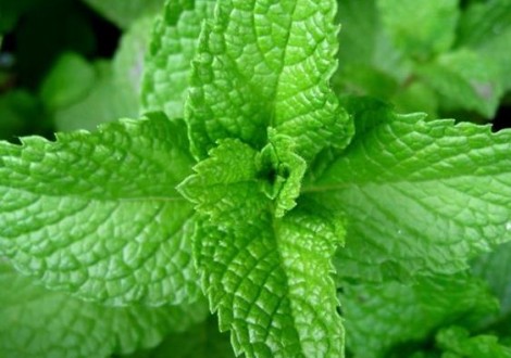 menta-piperita