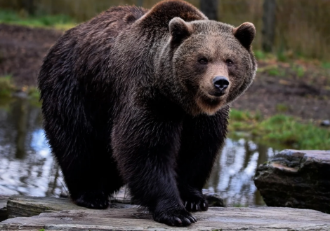 ORSO